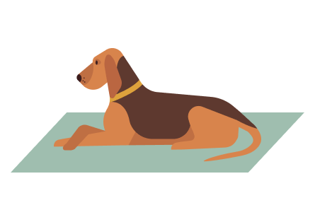 imagen perro